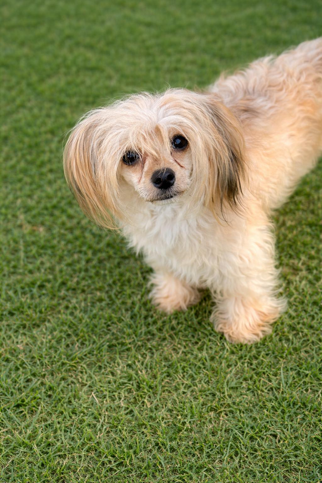 Drue, a Adoptable Chinese Crested Dog in Houston, TX image 3/5