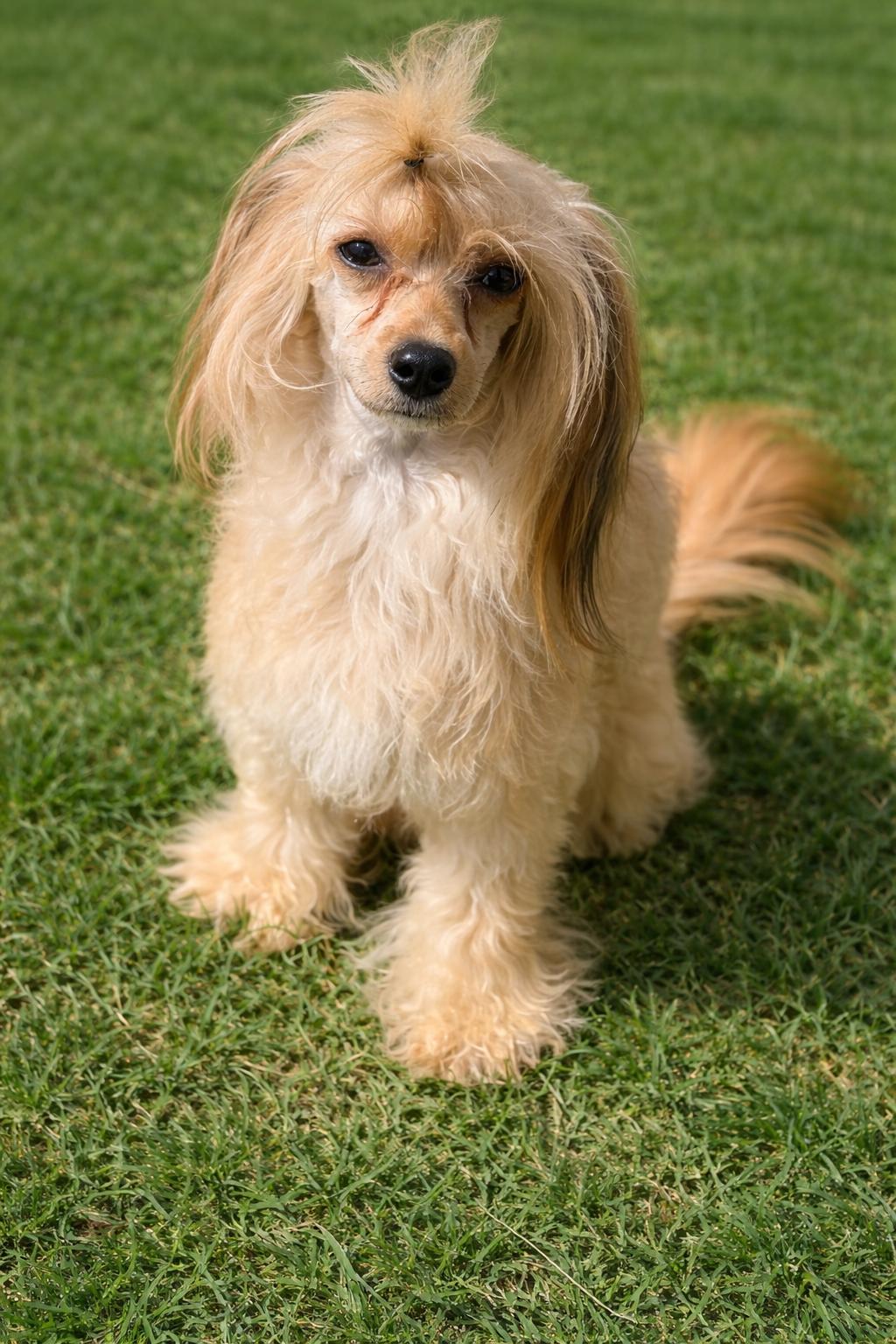 Drue, Adoptable, Young Male Chinese Crested Dog.