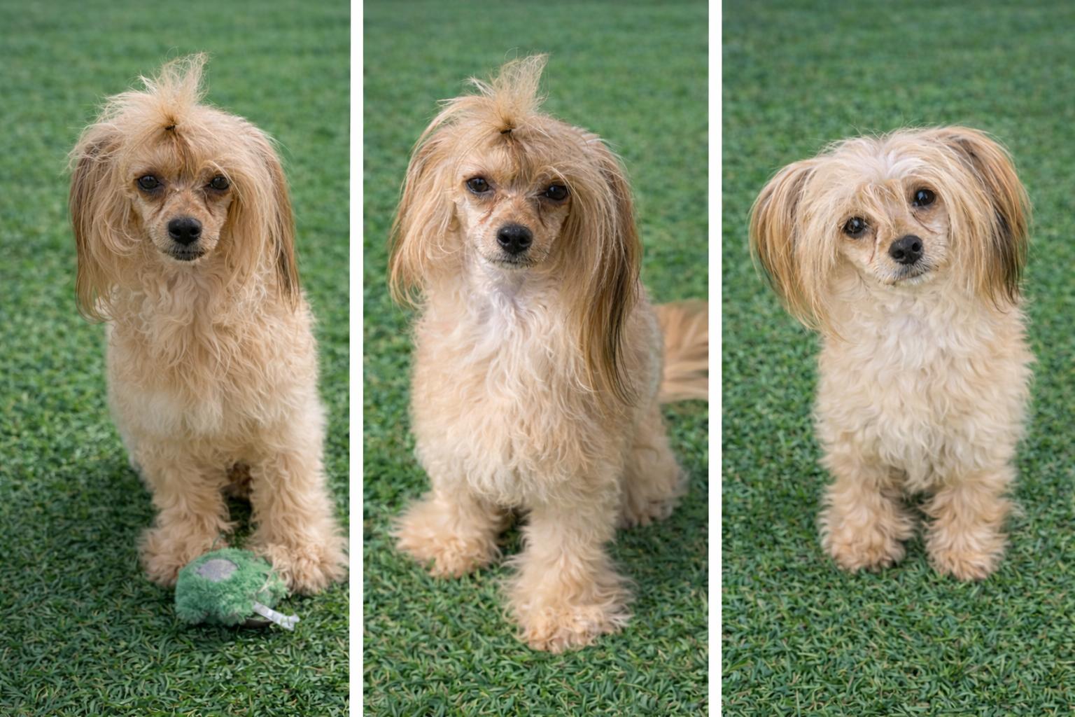 Drue, a Adoptable Chinese Crested Dog in Houston, TX image 2/5
