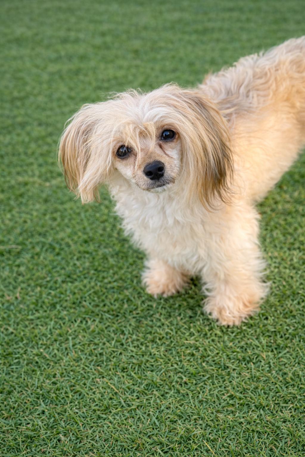 Drue, a Adoptable Chinese Crested Dog in Houston, TX image 4/5