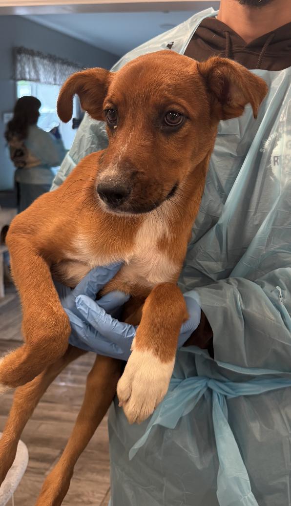 Snowball, Adoptable, Puppy Male Mixed Breed.