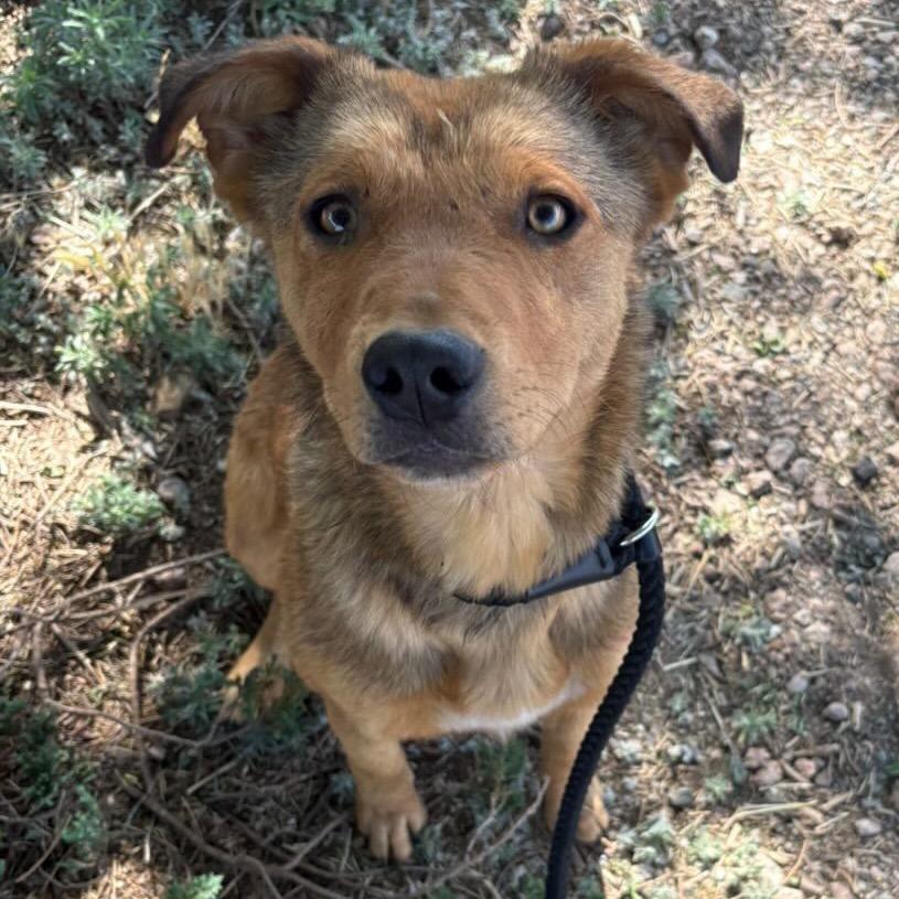 Janice - in foster!, a Adoptable Mixed Breed in Flagstaff, AZ image 1/5