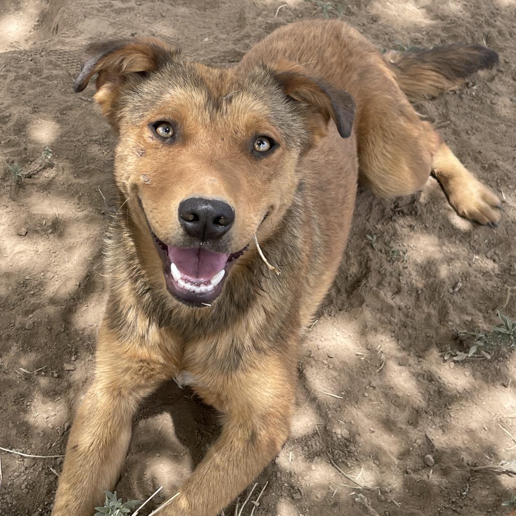 Janice - in foster!, a Adoptable Mixed Breed in Flagstaff, AZ image 2/5