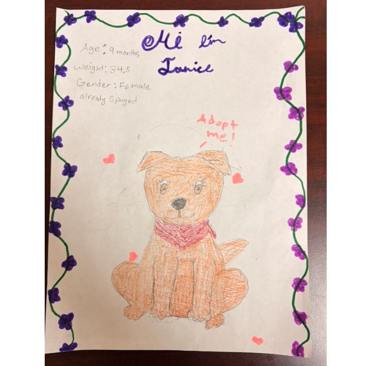 Janice - in foster!, a Adoptable Mixed Breed in Flagstaff, AZ image 3/5