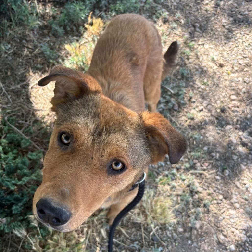 Janice - in foster!, a Adoptable Mixed Breed in Flagstaff, AZ image 4/5