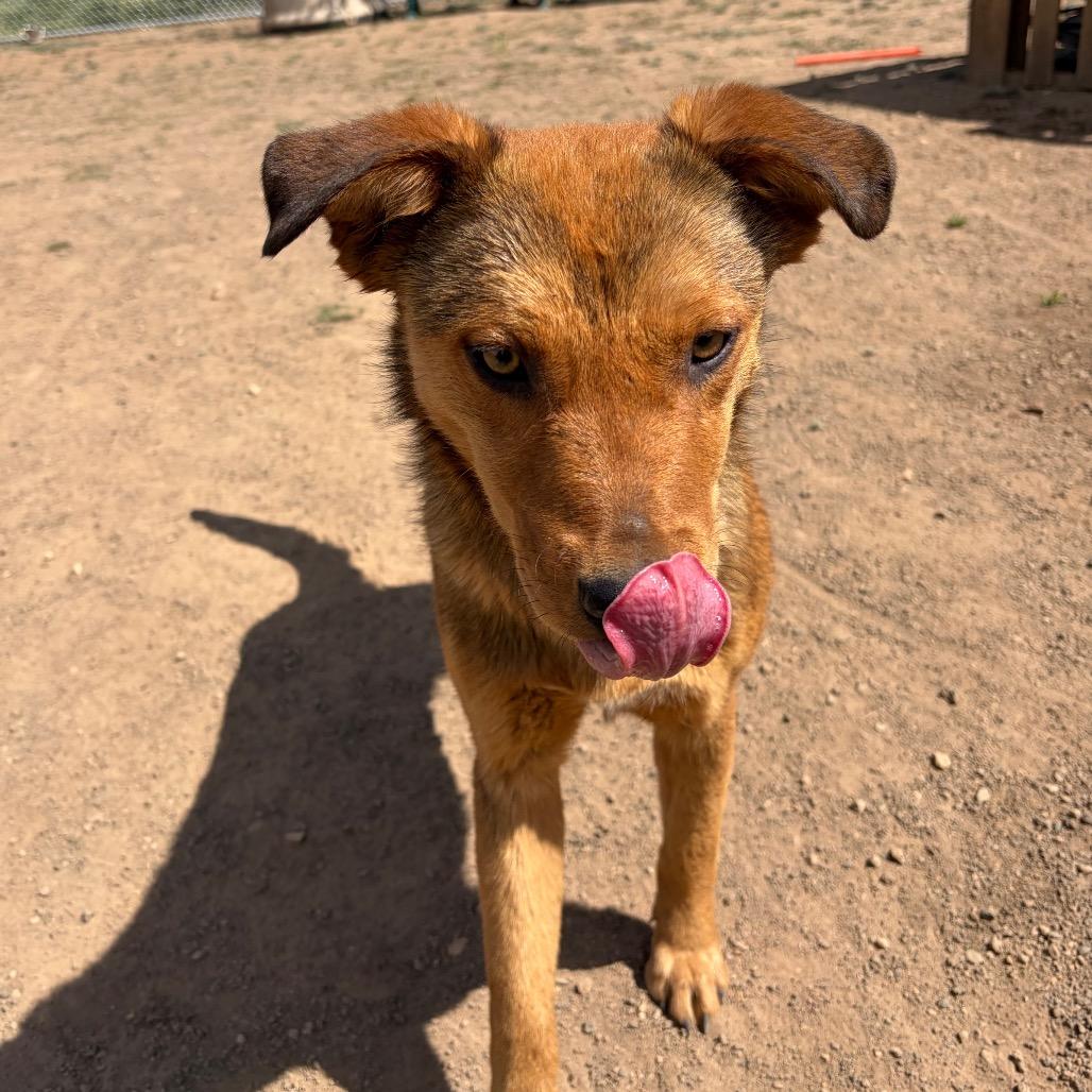 Janice - in foster!, a Adoptable Mixed Breed in Flagstaff, AZ image 5/5