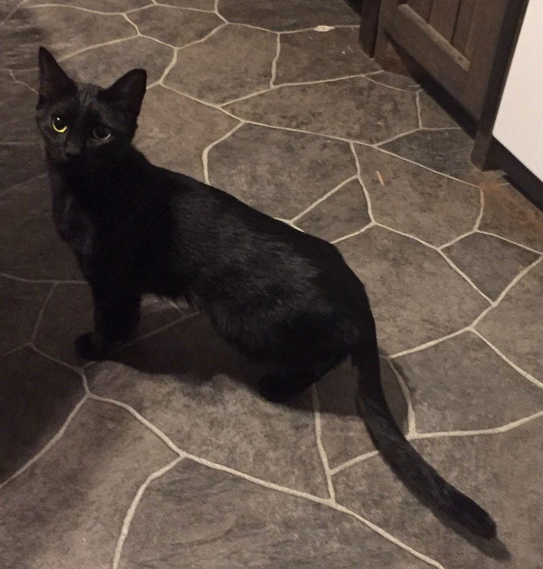 Linda, Adoptable, Adult Female Domestic Short Hair.