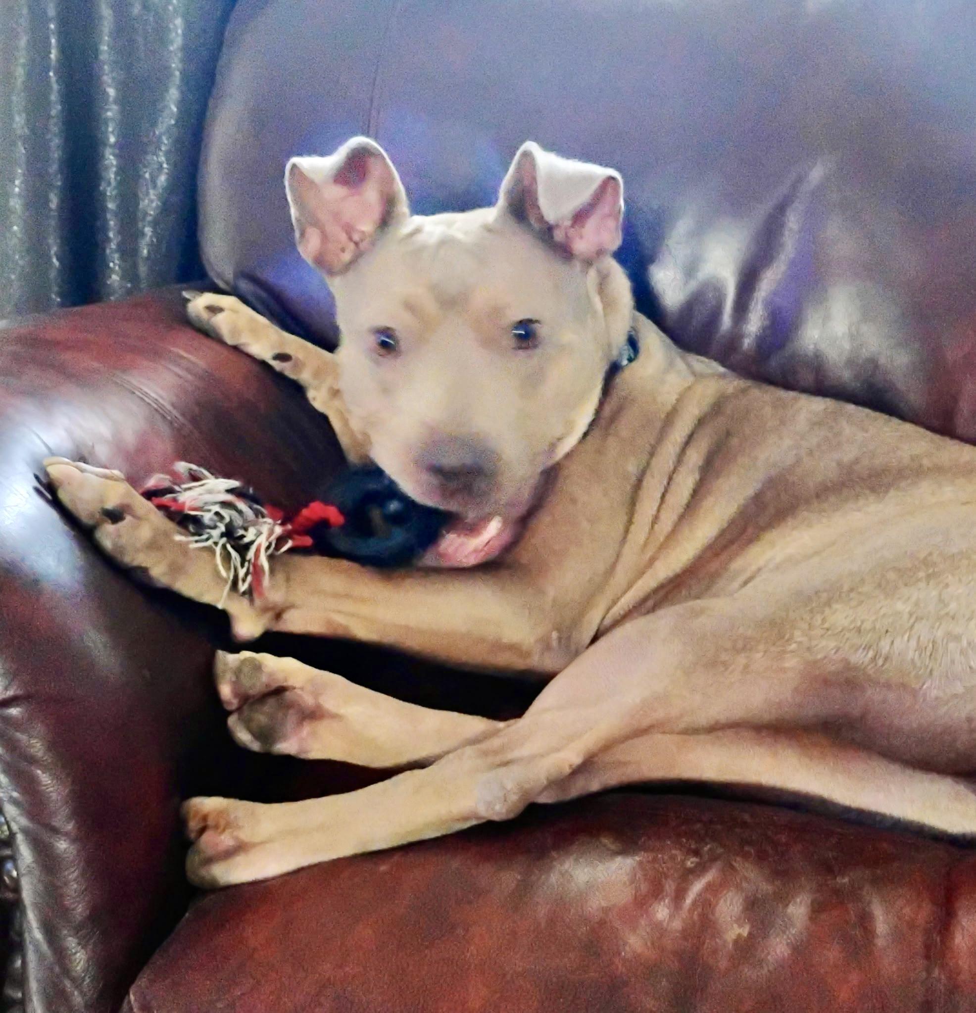 Wera — thumbnail 3