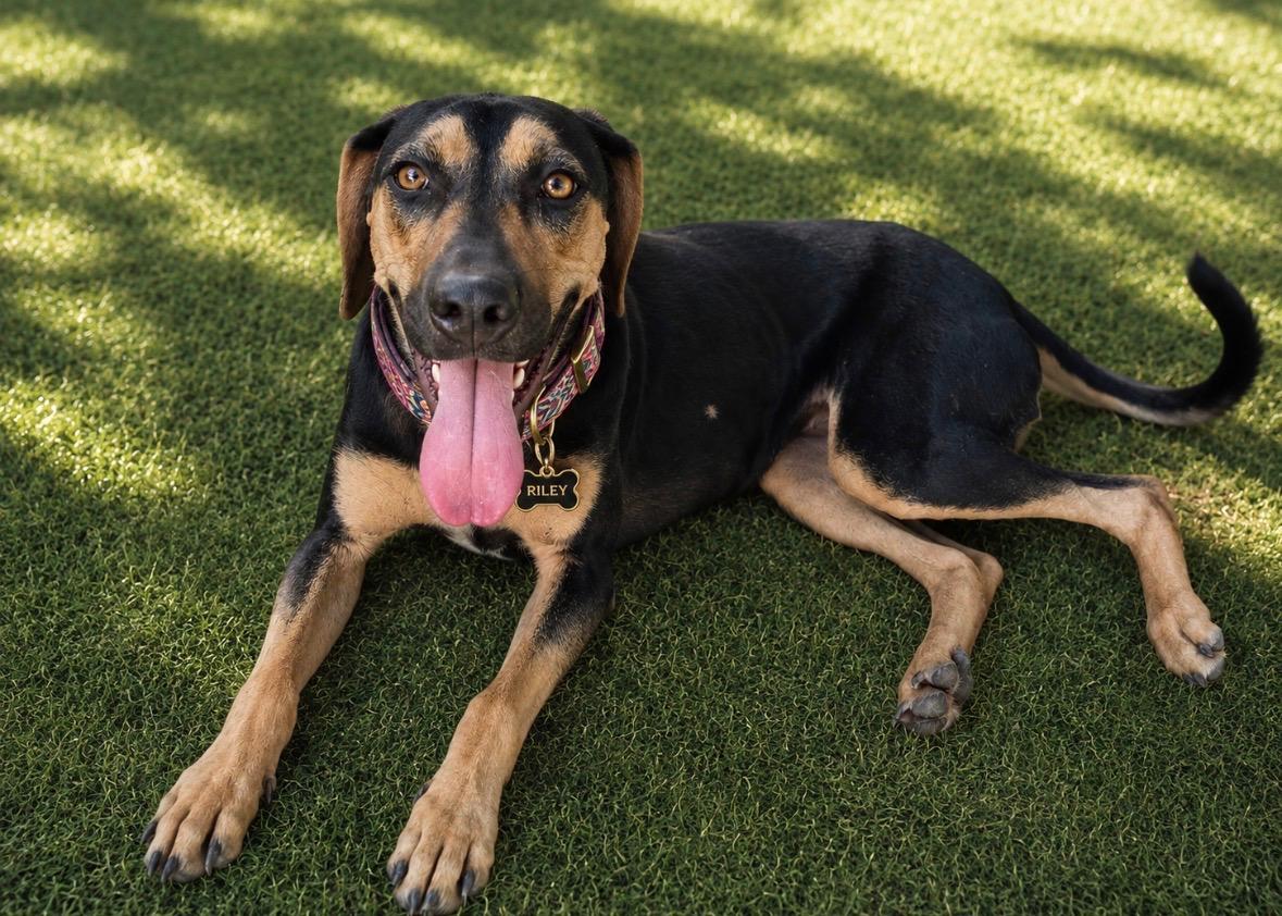 Riley Jane, Adoptable, Young Female Black and Tan Coonhound & American Foxhound.
