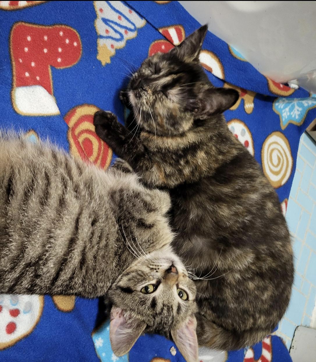 Myelin, a ADOPTABLE Domestic Short Hair in Milwaukee, WI image 3/6