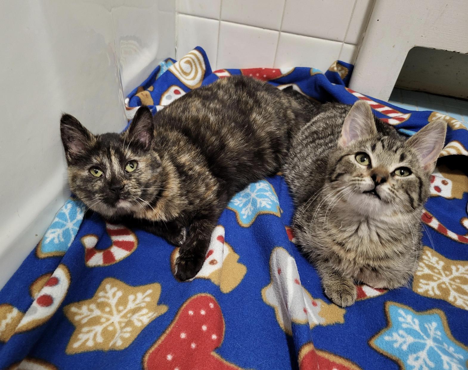 Myelin, a ADOPTABLE Domestic Short Hair in Milwaukee, WI image 4/6