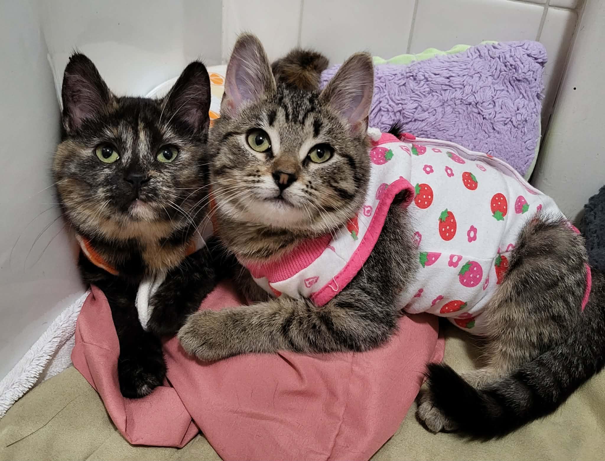 Myelin, a ADOPTABLE Domestic Short Hair in Milwaukee, WI image 6/6