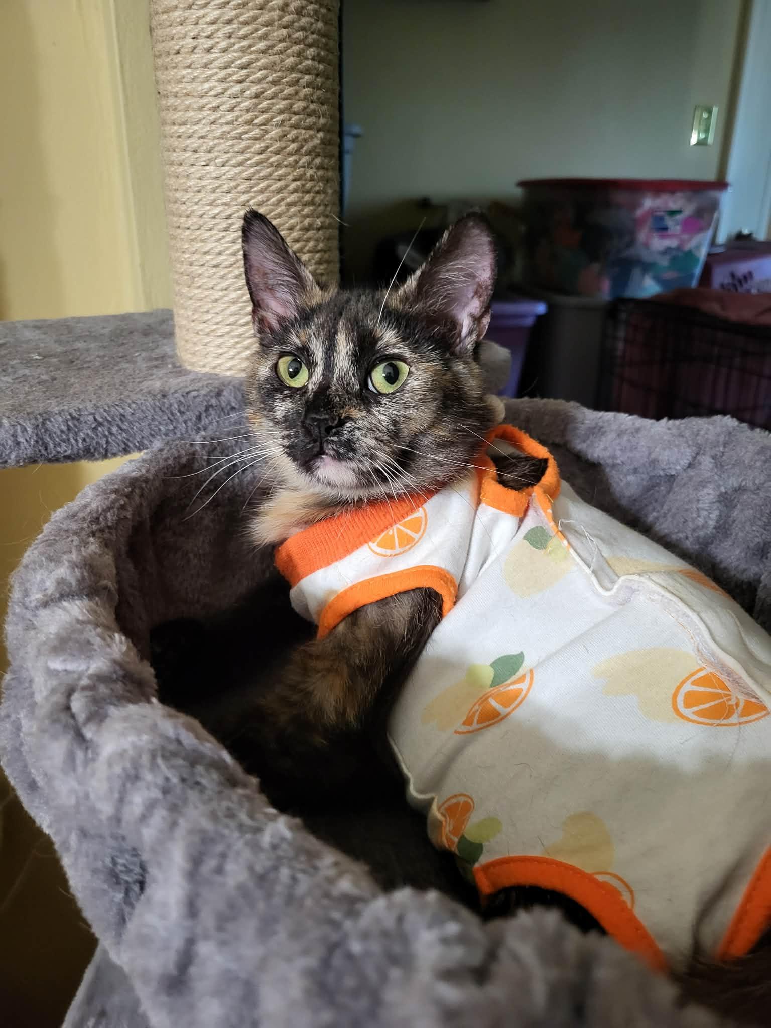 Myelin, a ADOPTABLE Domestic Short Hair in Milwaukee, WI image 1/6