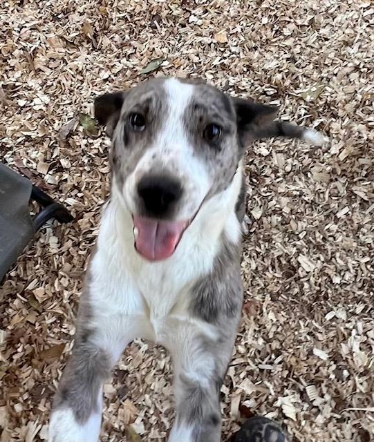 Enlarge Chance, a ADOPTABLE mixed breed in Irmo, SC image 3/3