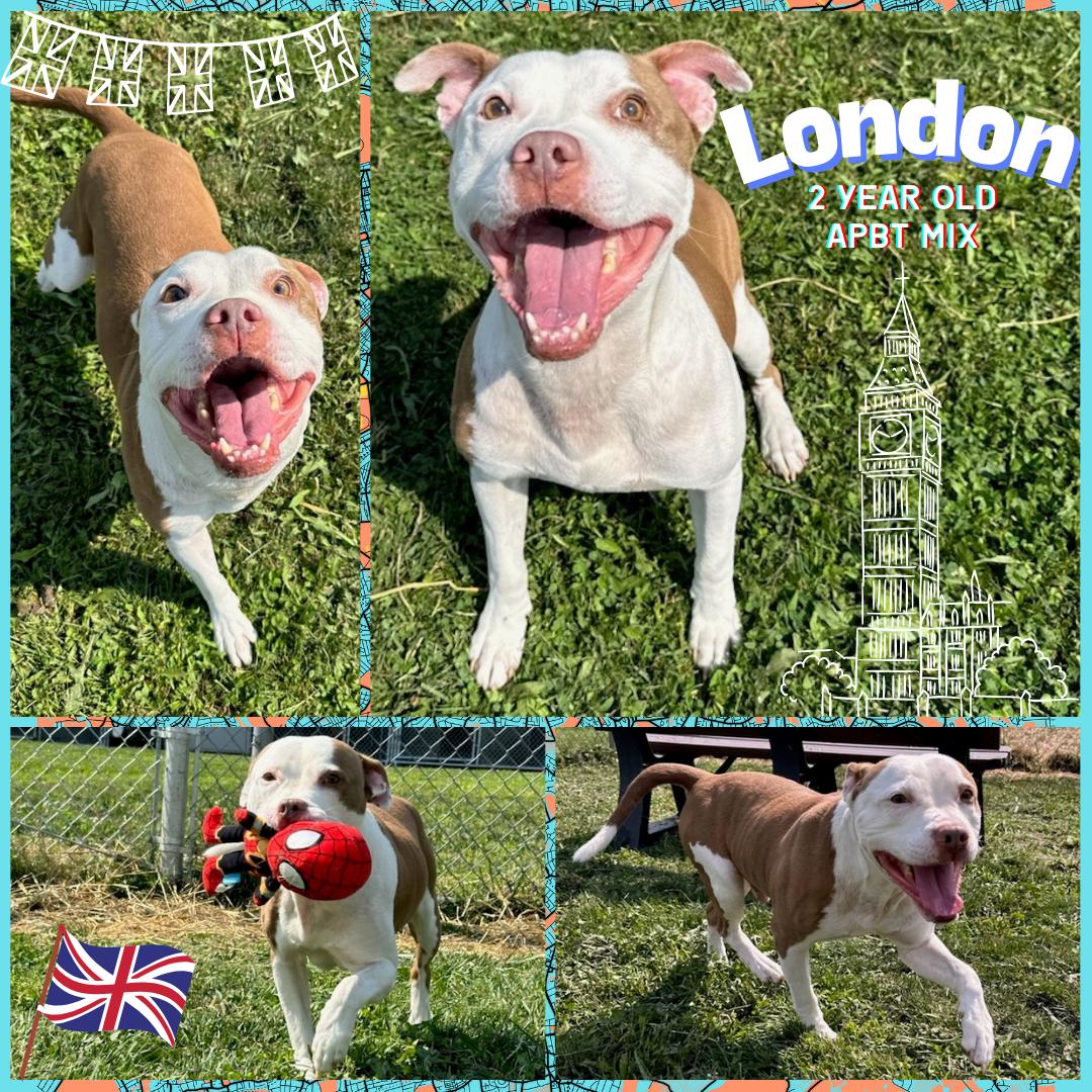 London, an adopted Pit Bull Terrier in Franklin, IN_image-1