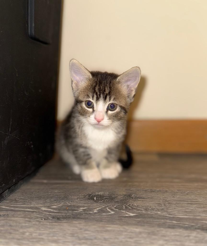 Aloe — thumbnail 2