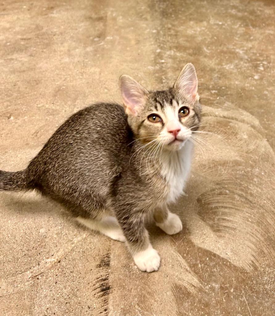 Aloe — thumbnail 3