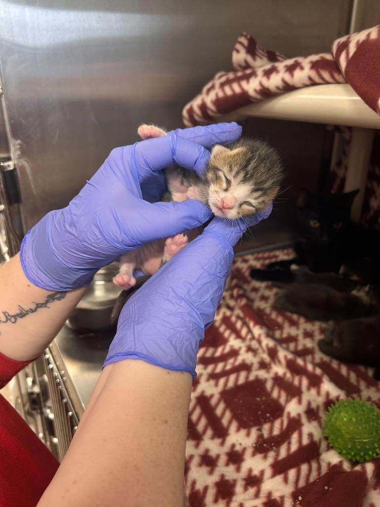 Aloe — thumbnail 4