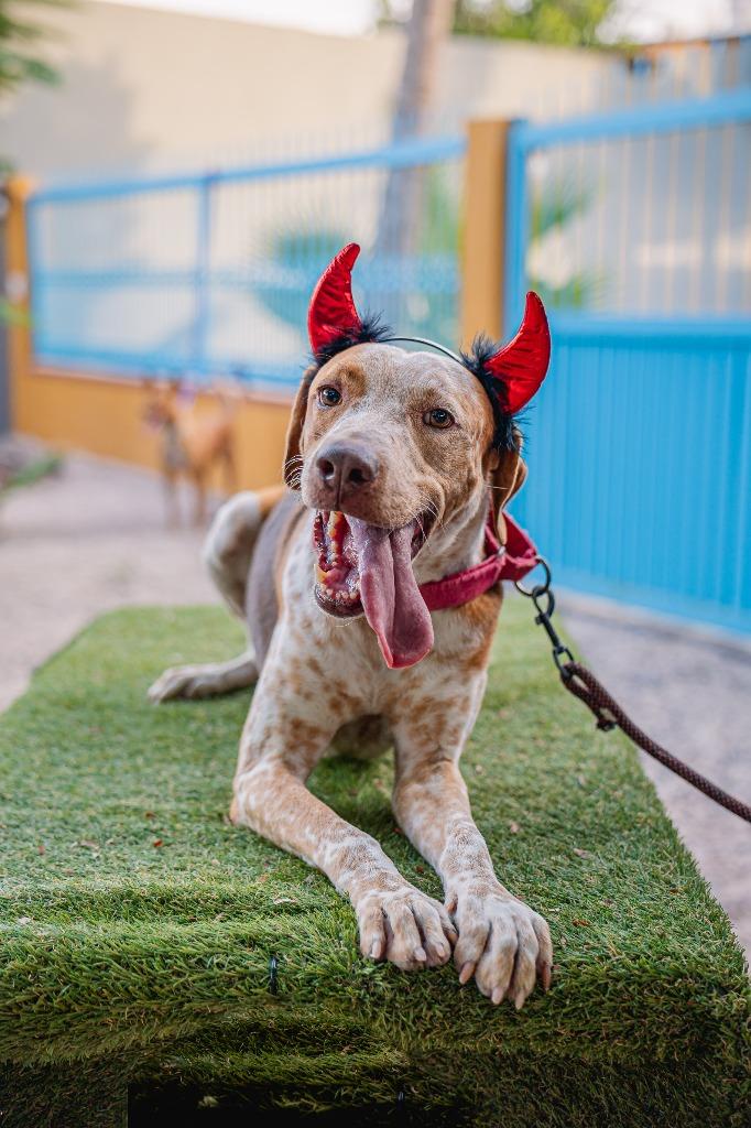 Rocco, a Adoptable mixed breed in Anacortes, WA image 4/6