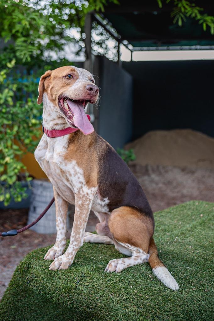Rocco, a Adoptable mixed breed in Anacortes, WA image 5/6