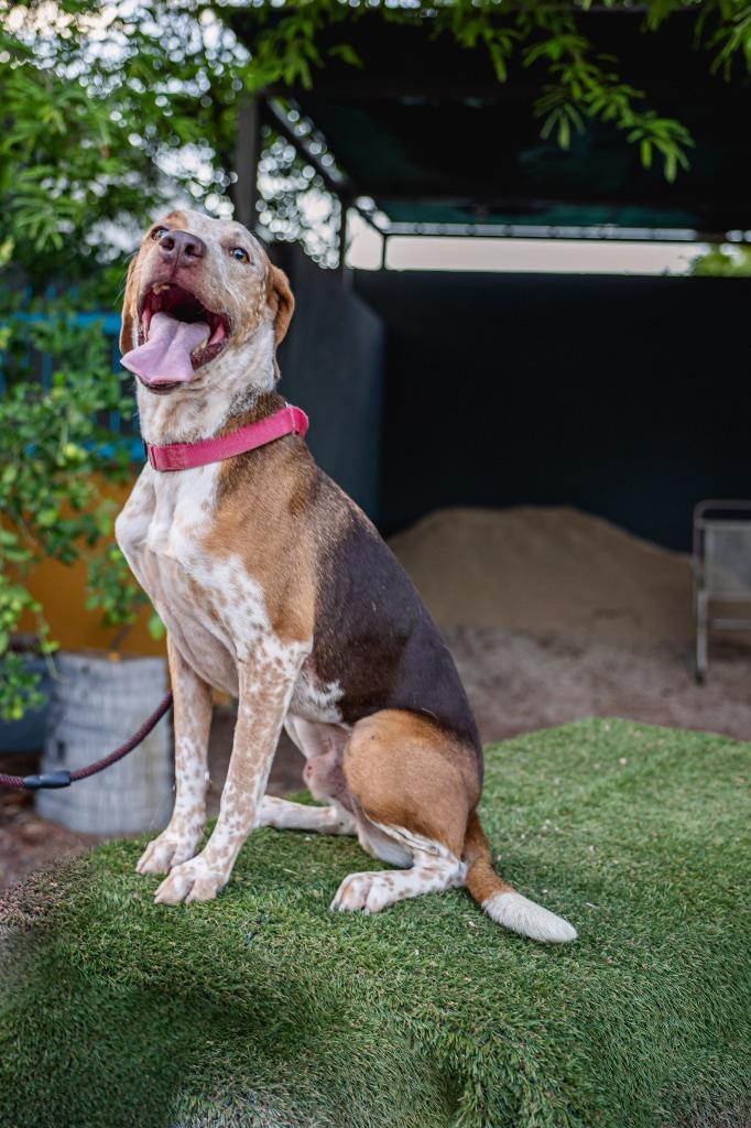 Enlarge Rocco, a Adoptable mixed breed in Anacortes, WA image 5/6