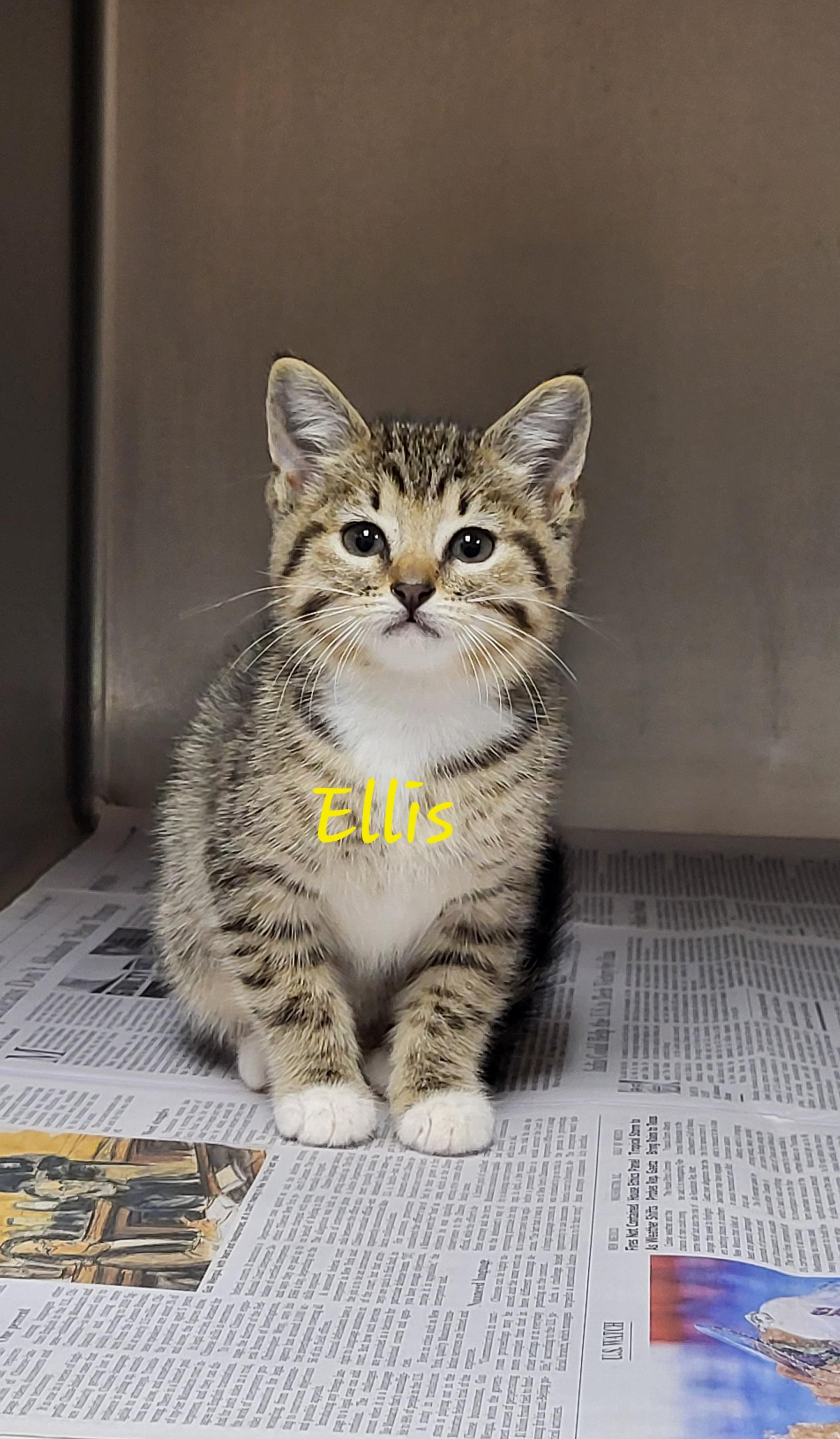 Enlarge Ellis, an adopted Domestic Short Hair in Meridian , MS image 1/1