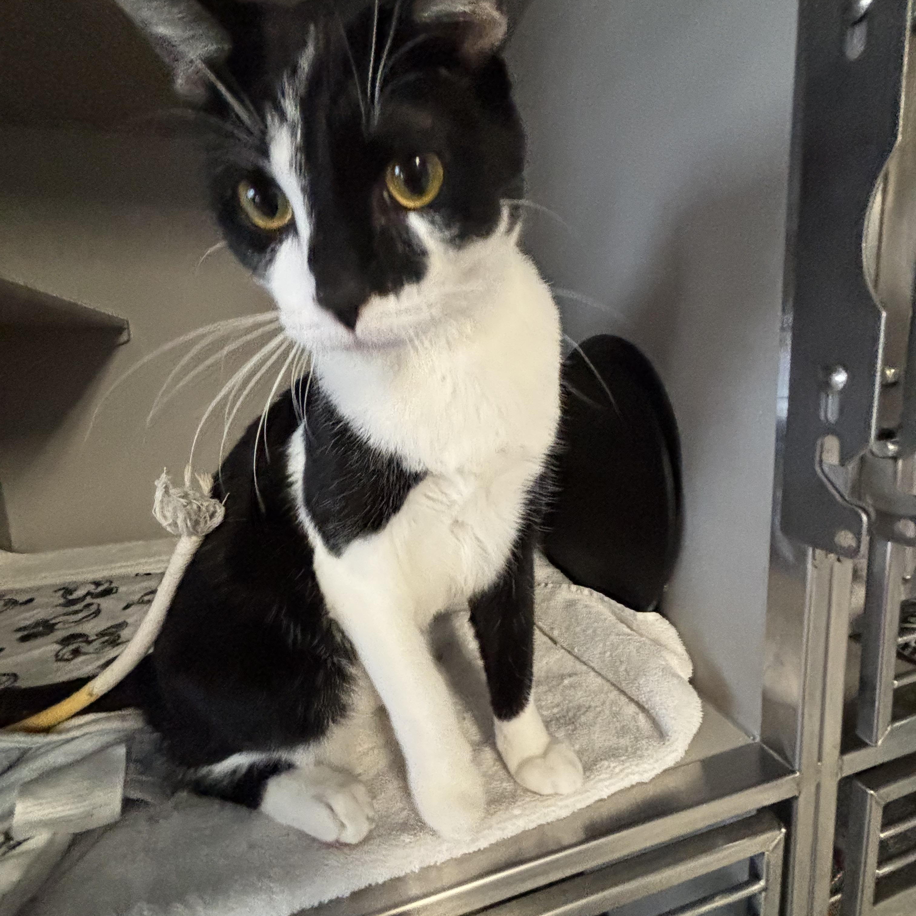 Rory, adoptable, Young Male Domestic Short Hair.