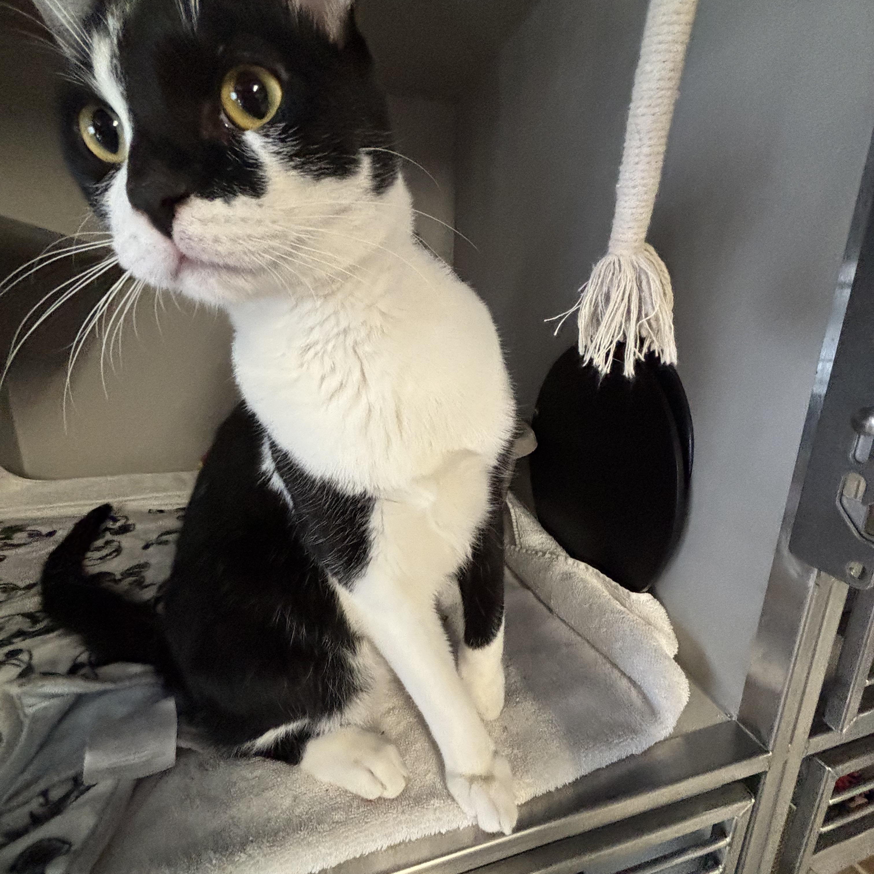 Enlarge Rory, an adoptable Domestic Short Hair in Phoenix, AZ image 2/3