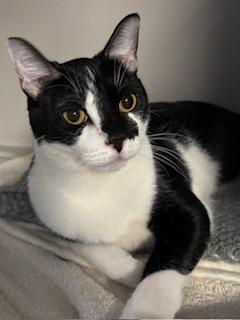 Rory, adoptable, Young Male Domestic Short Hair.