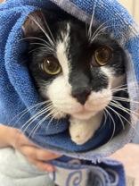 Enlarge Rory, an adoptable Domestic Short Hair in Phoenix, AZ image 3/3