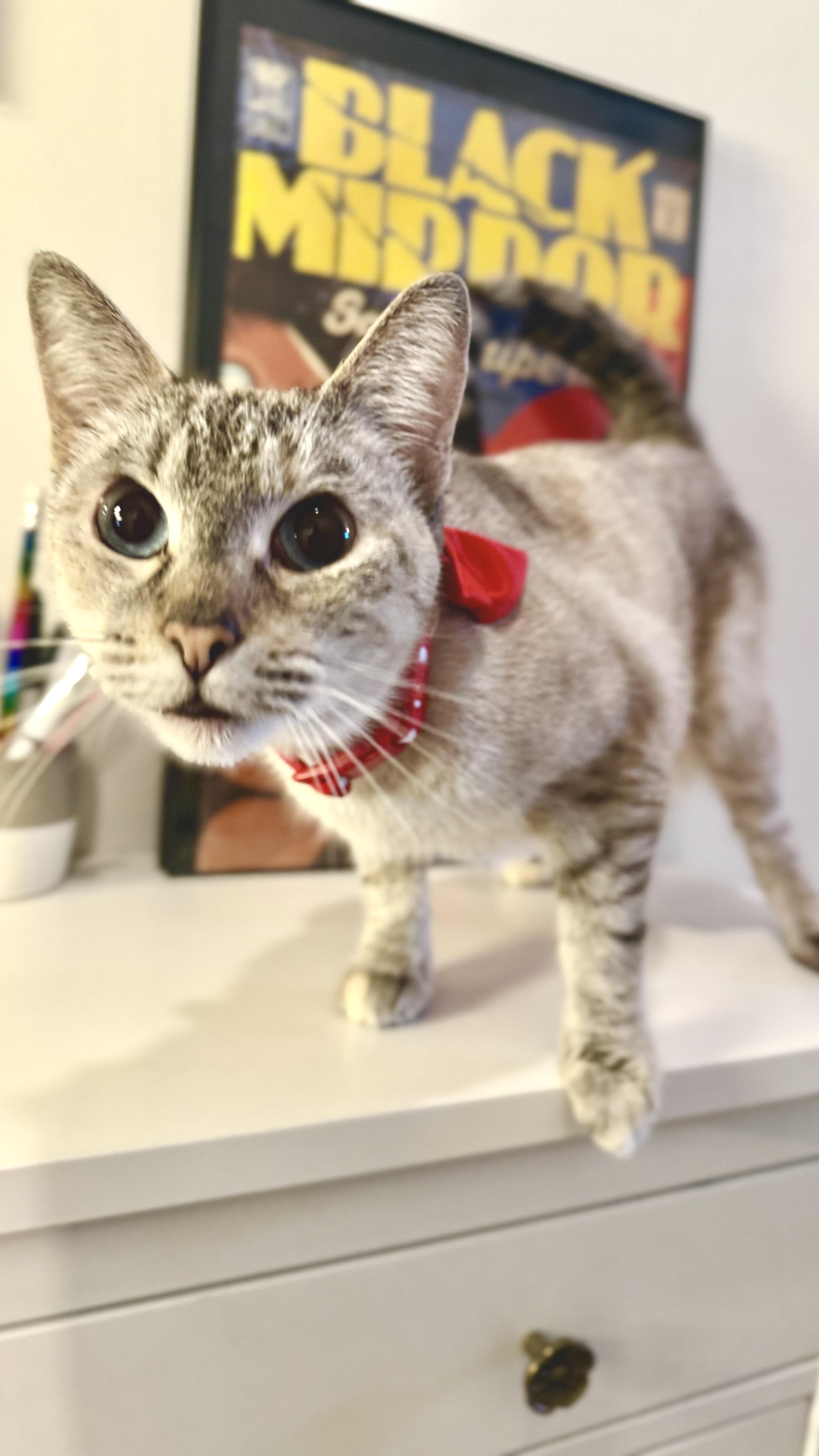 Periwinkle, an adopted Siamese in Sherman Oaks, CA image 2/6