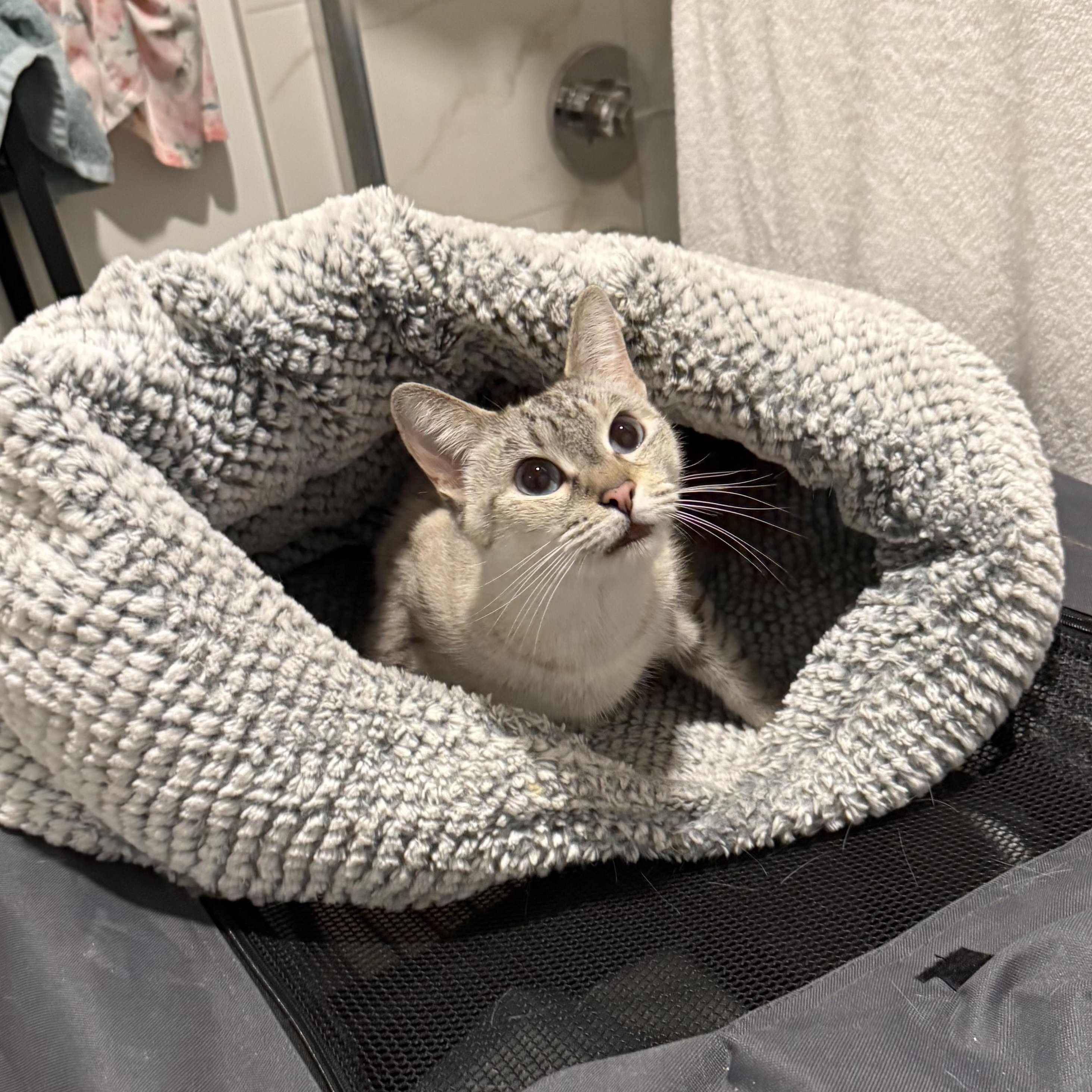 Periwinkle, an adopted Siamese in Sherman Oaks, CA image 5/6