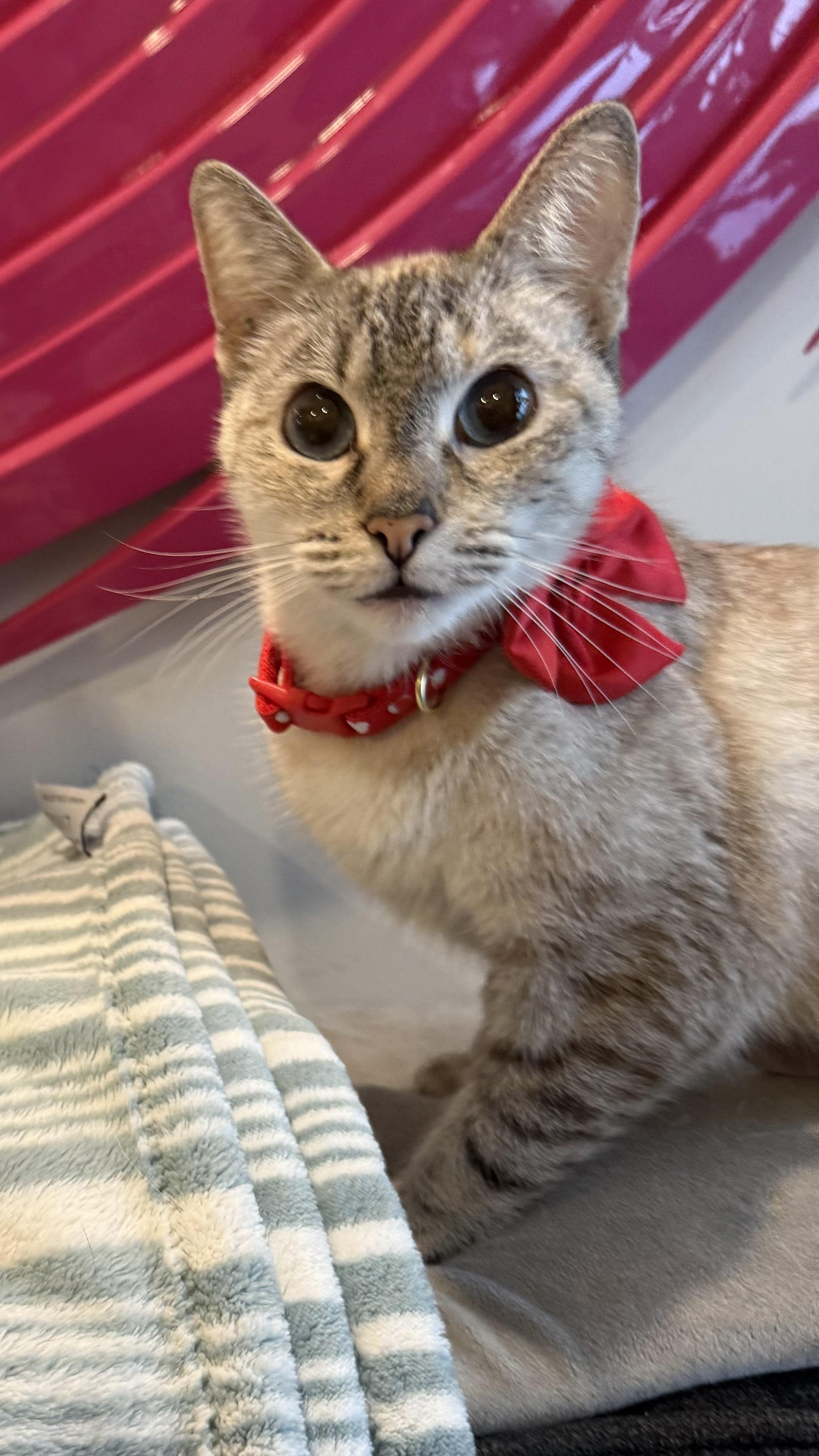 Periwinkle, an adopted Siamese in Sherman Oaks, CA image 3/6