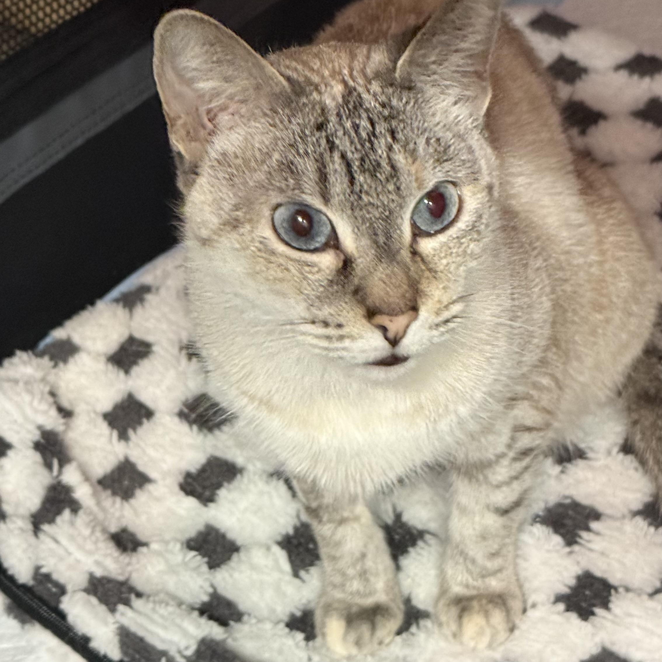 Periwinkle, an adopted Siamese in Sherman Oaks, CA image 6/6