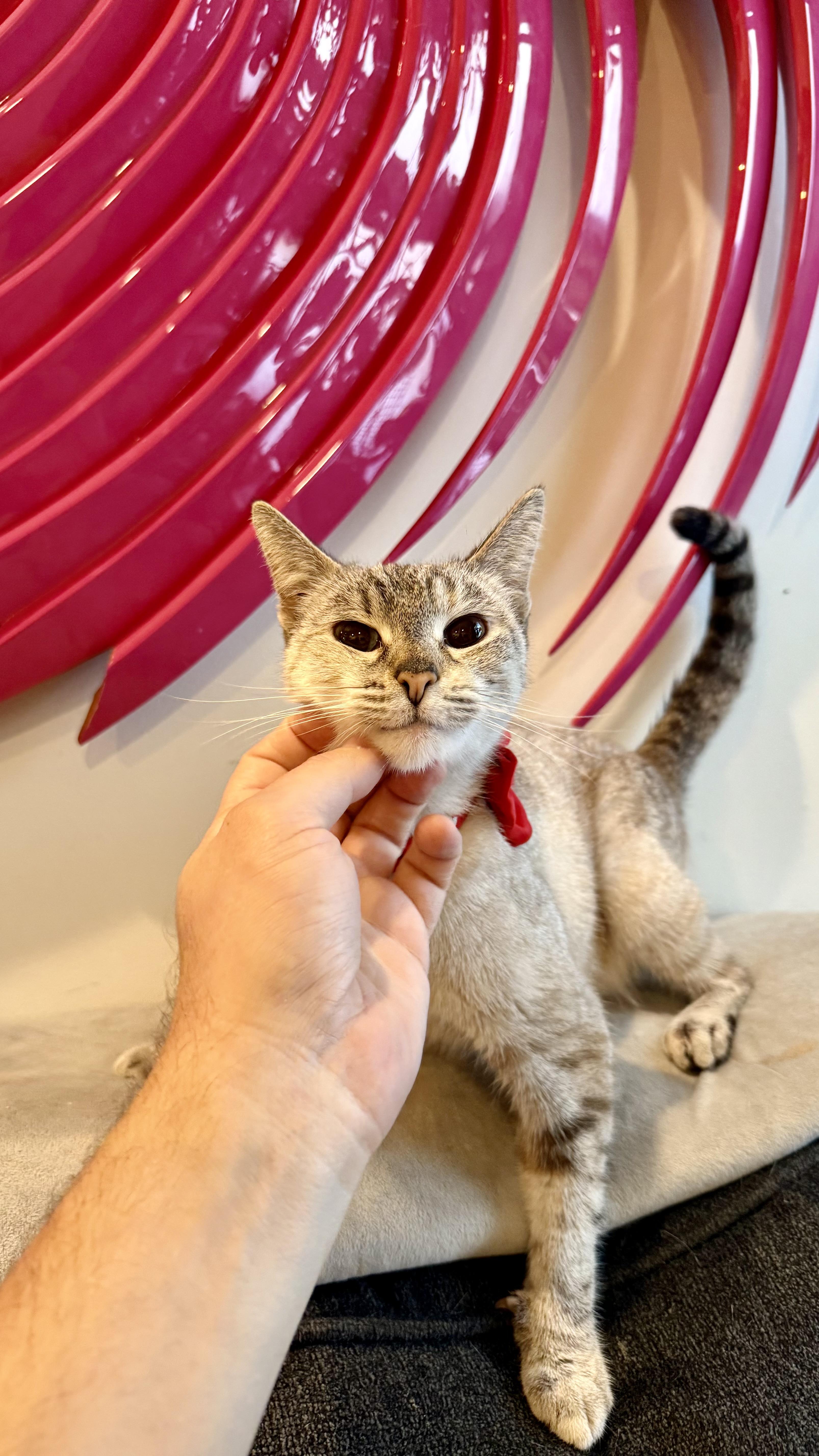 Periwinkle, an adopted Siamese in Sherman Oaks, CA image 4/6