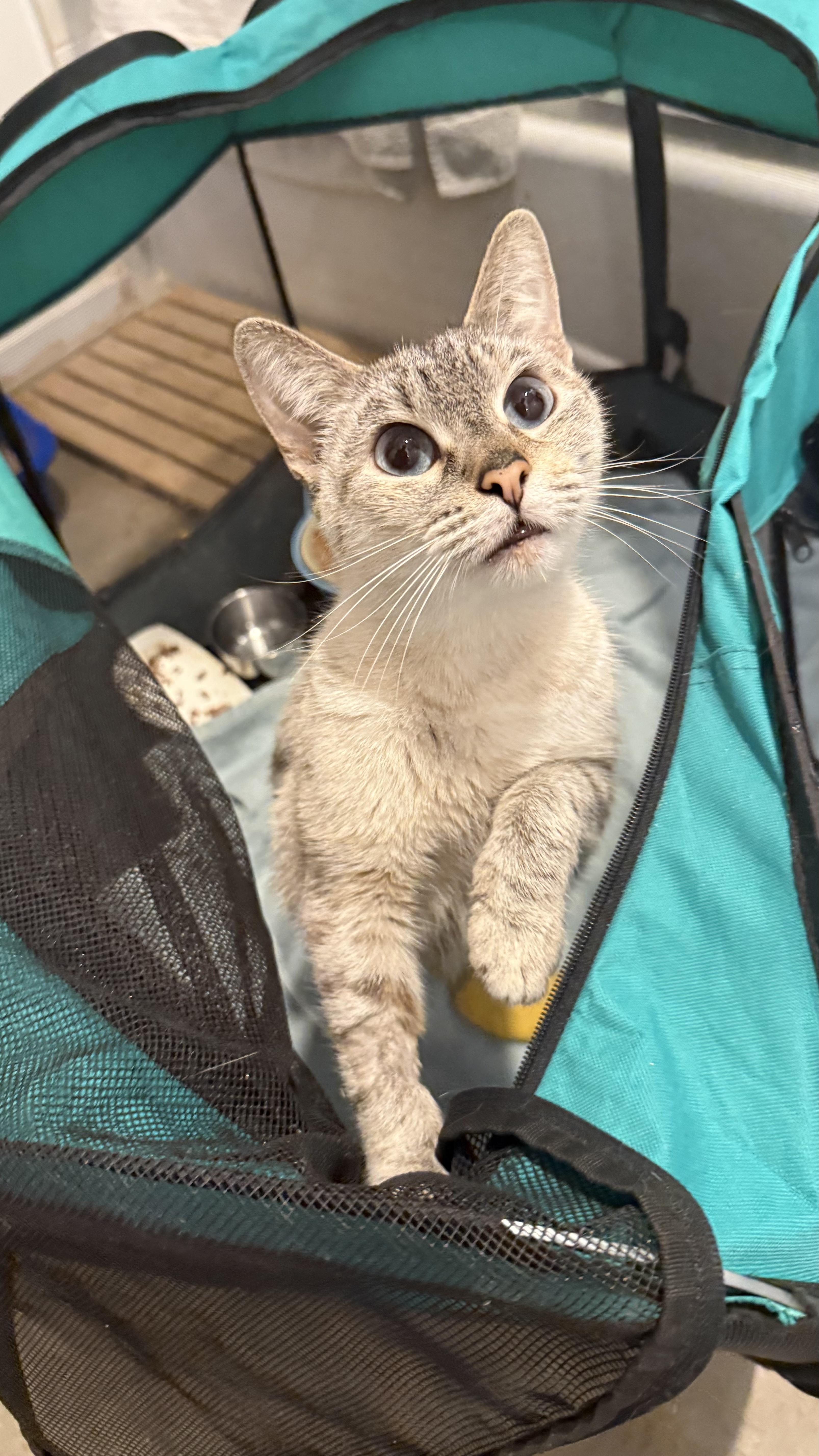 Periwinkle, adopted, Adult Female Siamese.