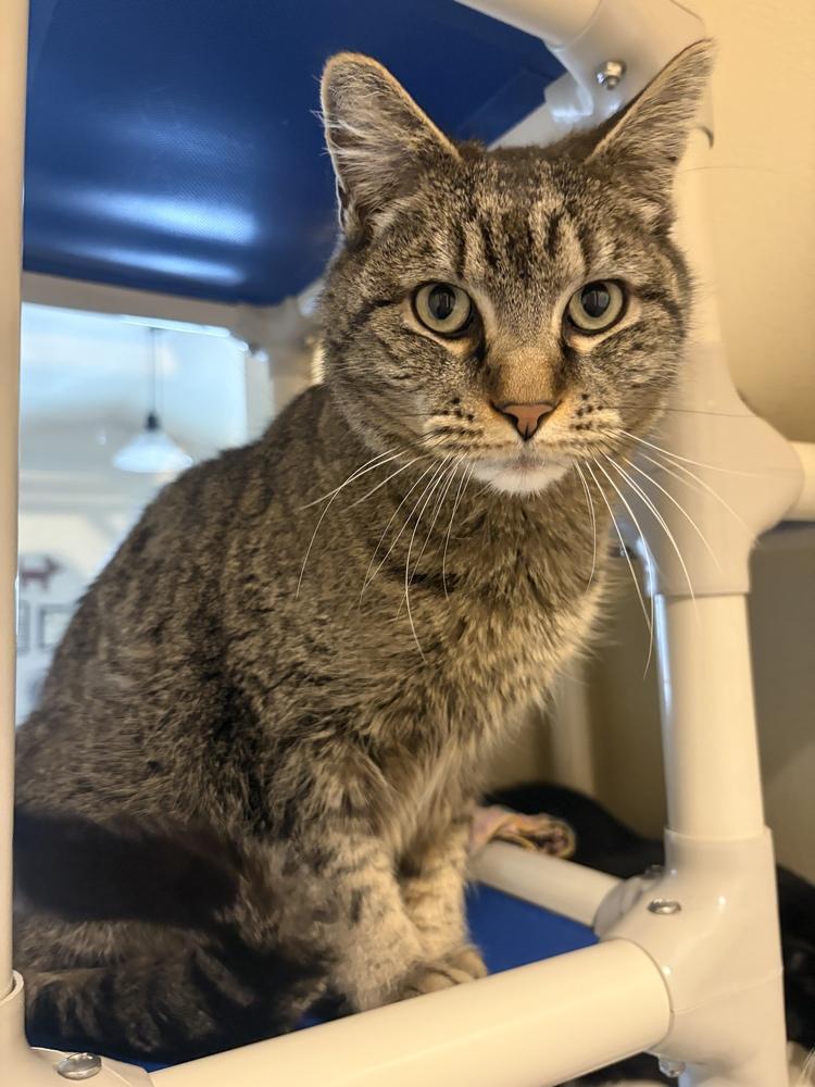 Enlarge Mischief, a Adoptable mixed breed in Challis, ID image 1/5