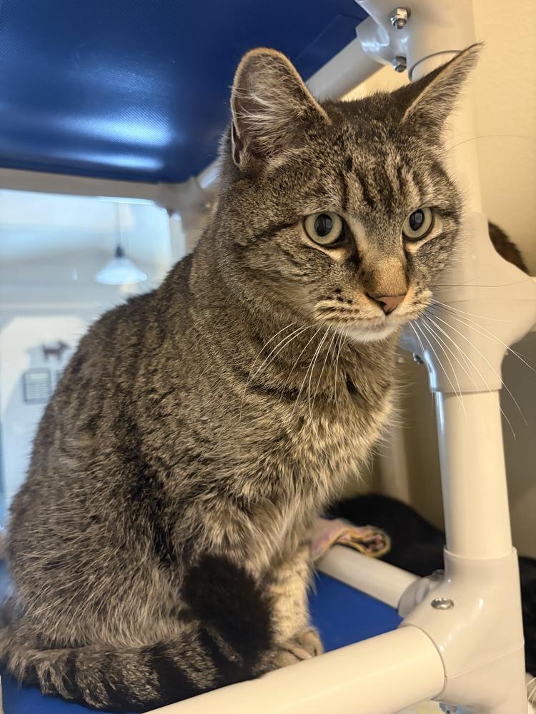Enlarge Mischief, a Adoptable mixed breed in Challis, ID image 2/5