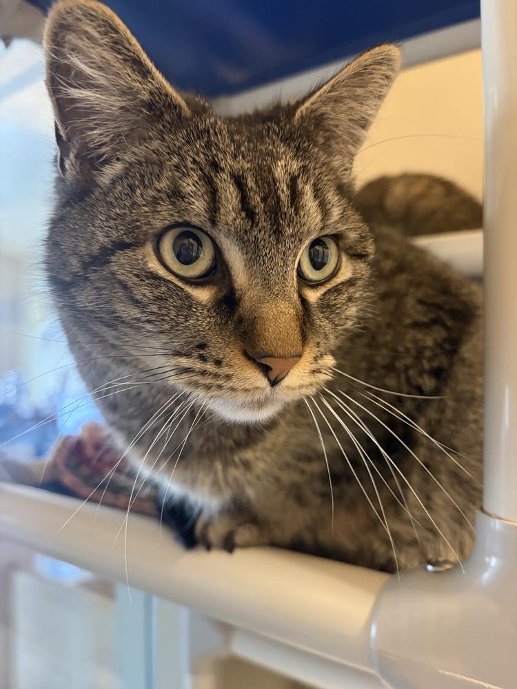 Enlarge Mischief, a Adoptable mixed breed in Challis, ID image 3/5