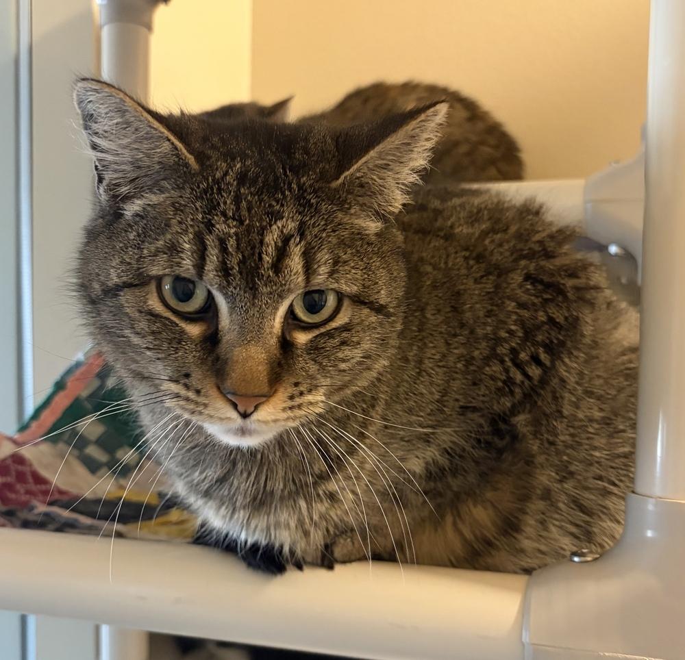Enlarge Mischief, a Adoptable mixed breed in Challis, ID image 4/5