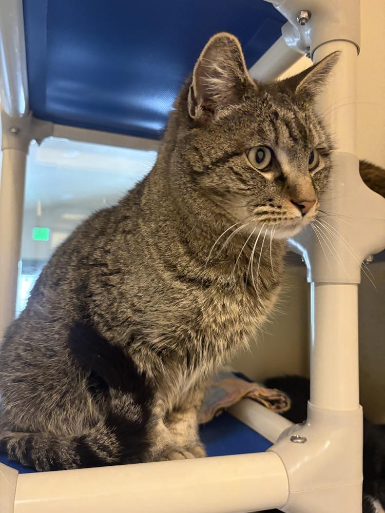 Enlarge Mischief, a Adoptable mixed breed in Challis, ID image 5/5