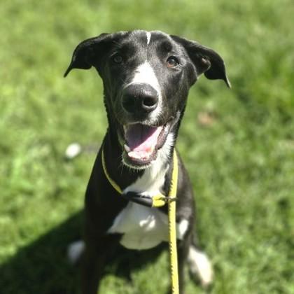 Enlarge Odette, a Adoptable mixed breed in Phoenixville, PA image 1/3