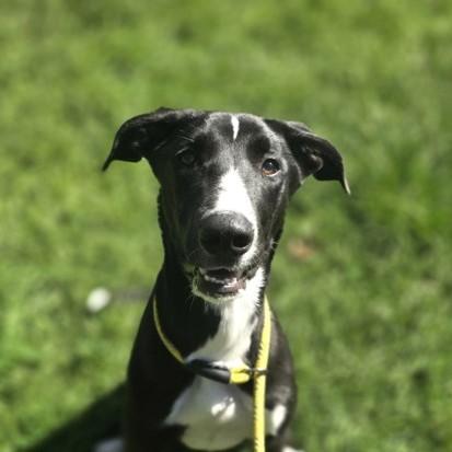 Enlarge Odette, a Adoptable mixed breed in Phoenixville, PA image 3/3