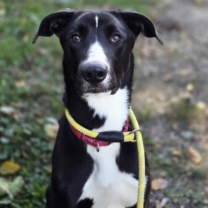 Enlarge Odette, a Adoptable mixed breed in Phoenixville, PA image 2/3