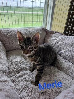 Enlarge Merle (Available est 6/19/26), a Adoptable mixed breed in Williamsburg, IA image 1/1