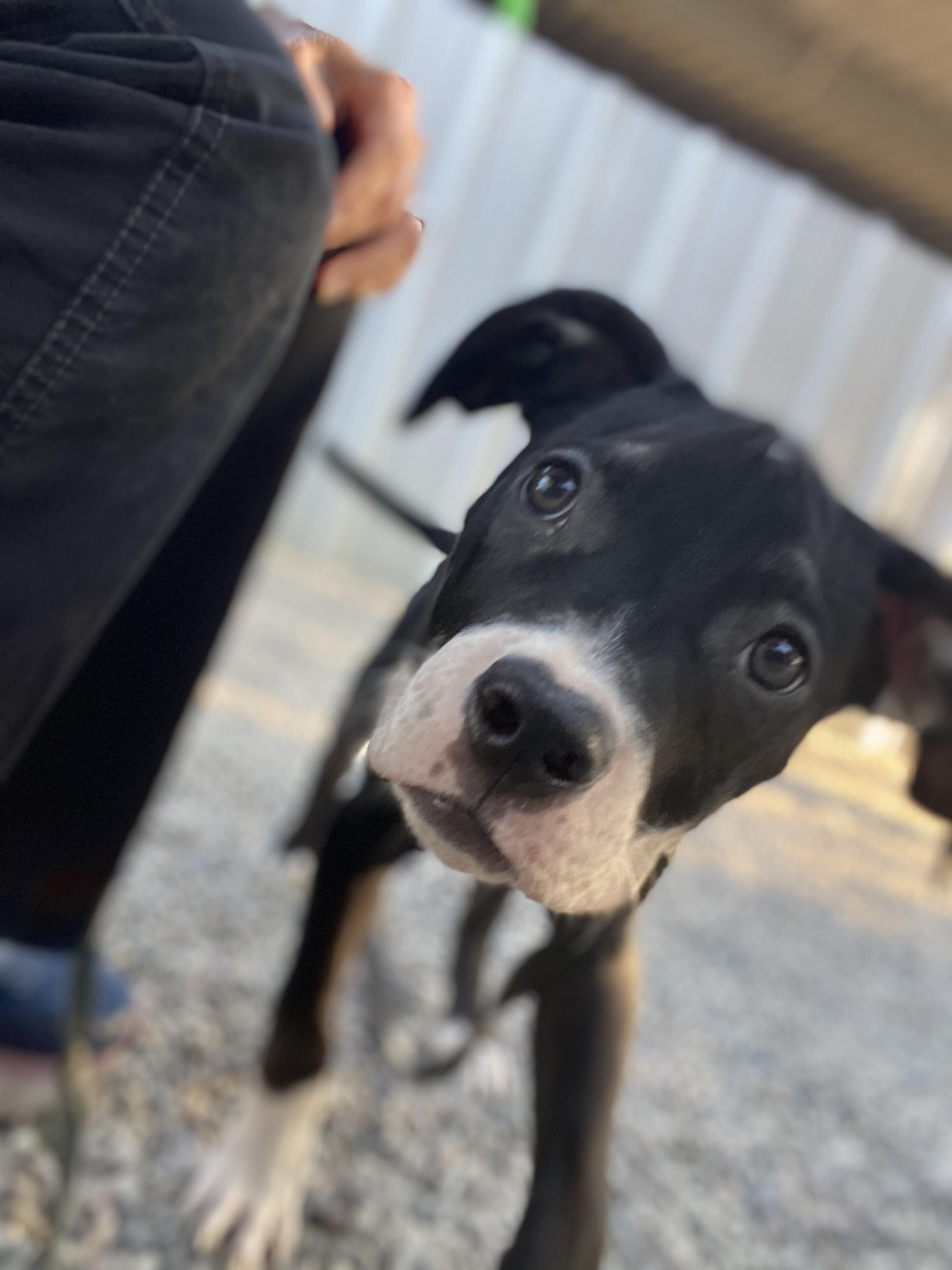 TUXEDO (puppy), a Adoptable mixed breed in Pasadena, CA image 3/5