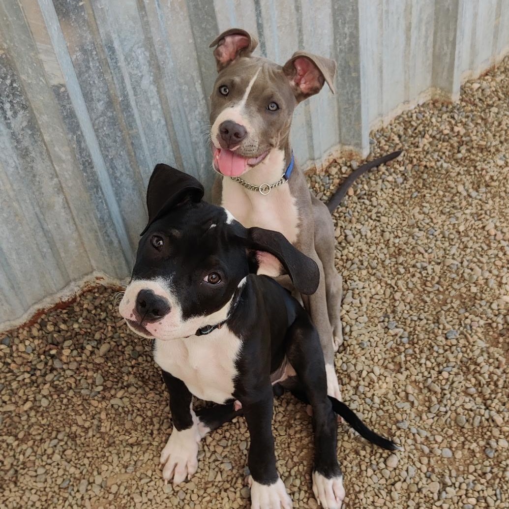 TUXEDO (puppy), a Adoptable mixed breed in Pasadena, CA image 2/5