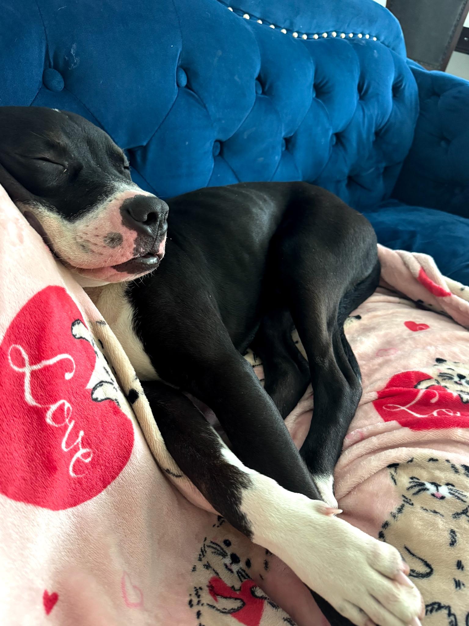 Enlarge TUXEDO, a Adoptable mixed breed in Pasadena, CA image 2/5