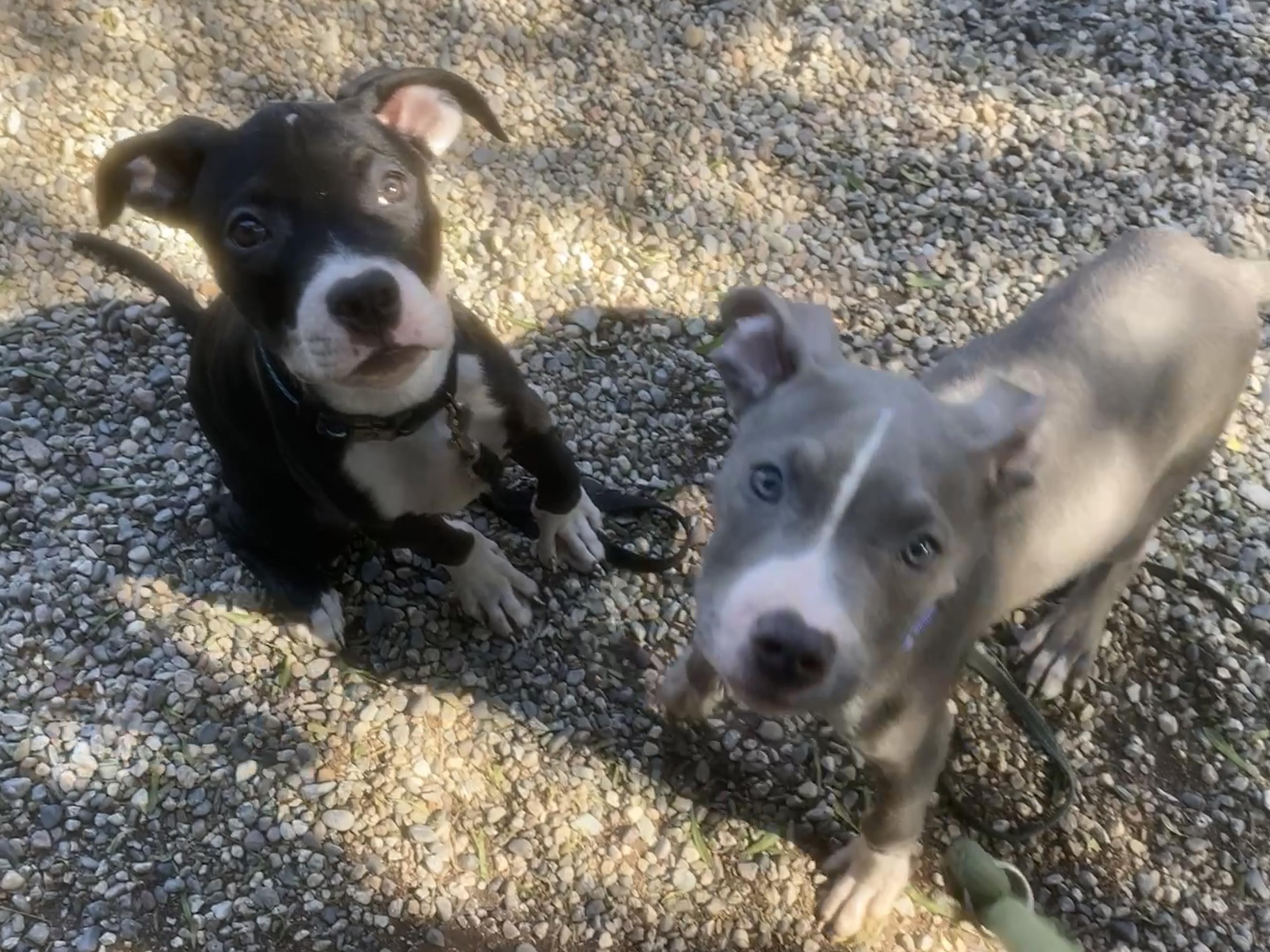 TUXEDO (puppy), a Adoptable mixed breed in Pasadena, CA image 5/5