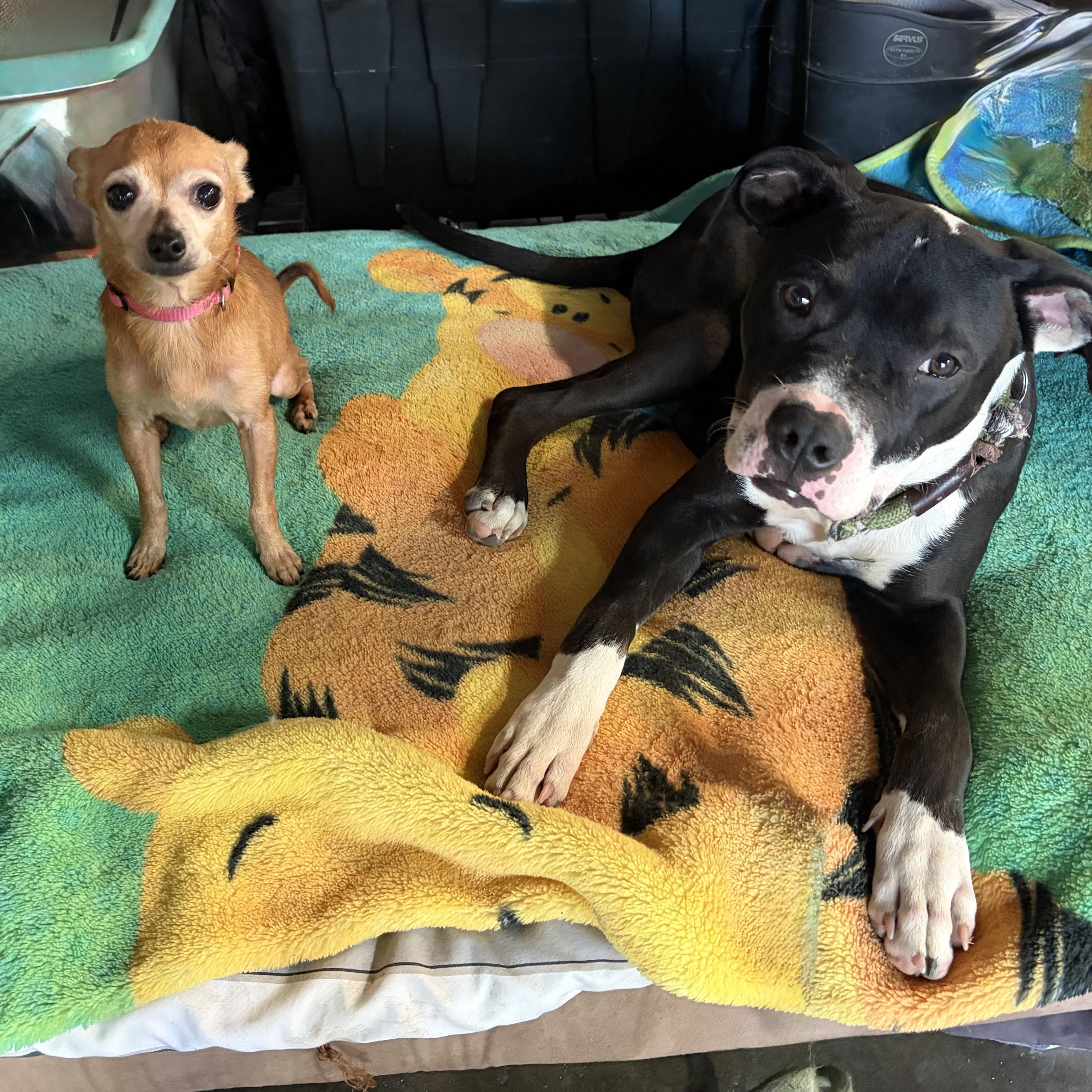 Enlarge TUXEDO, a Adoptable mixed breed in Pasadena, CA image 3/5